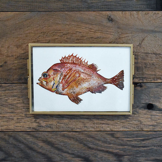 Acadian Redfish 4x6 Watercolor Print