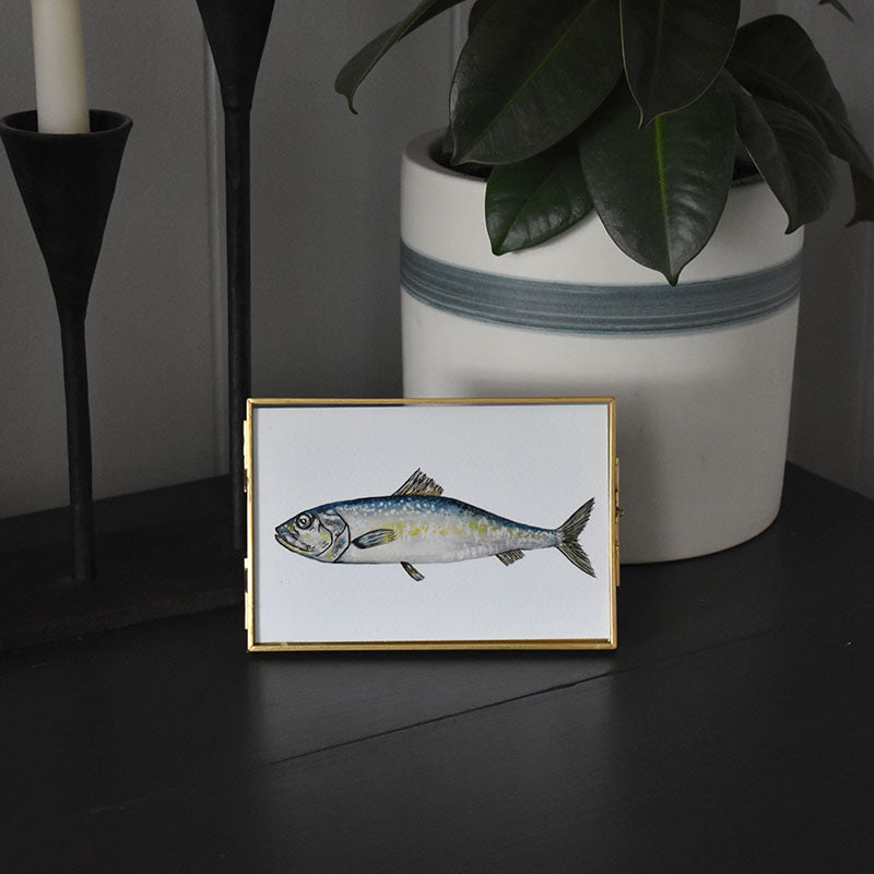 Atlantic Herring 4x6 Watercolor Print