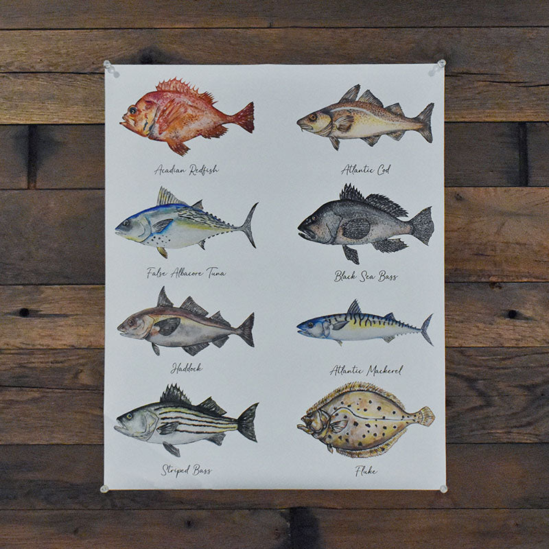 New England Saltwater Fish Poster