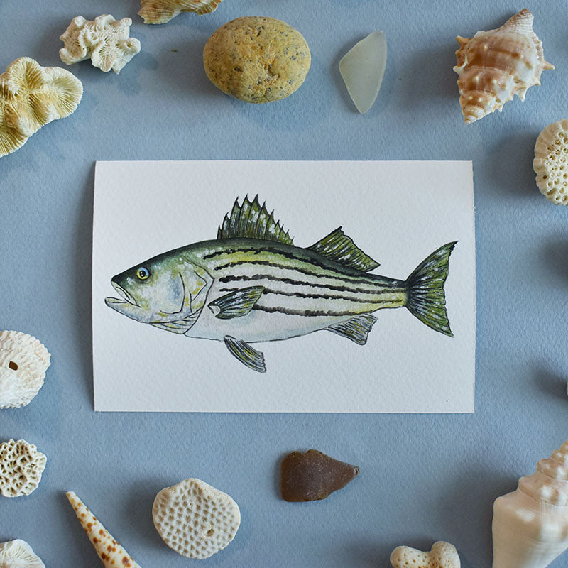 Striped Bass 4x6 Watercolor Print