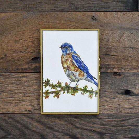 Eastern Bluebird 4x6 Watercolor Print