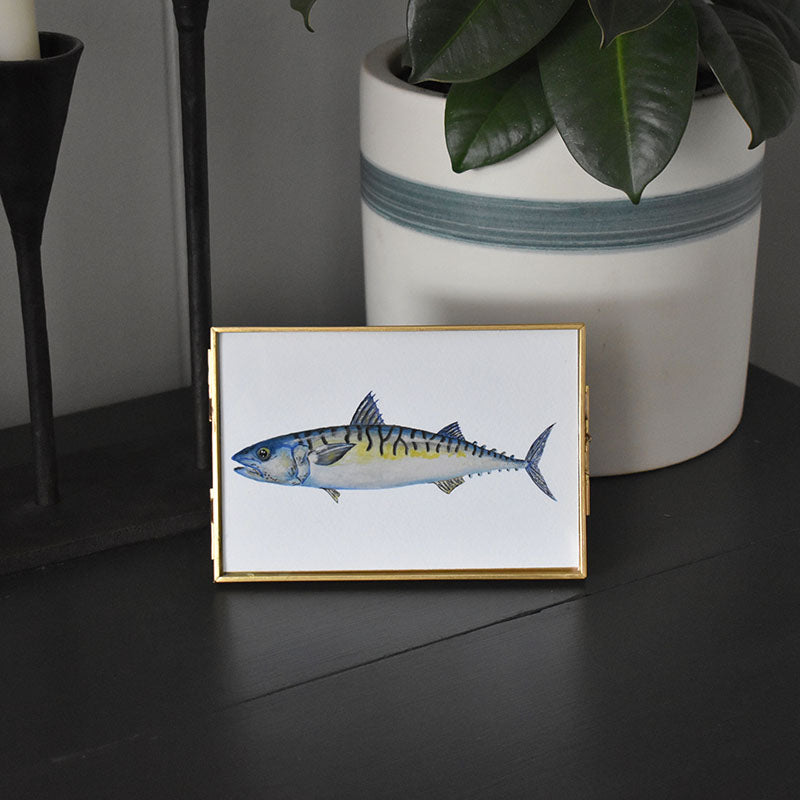 Atlantic Mackerel 4x6 Watercolor Print