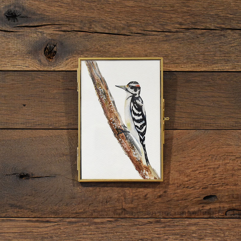 Hairy Woodpecker 4x6 Watercolor Print