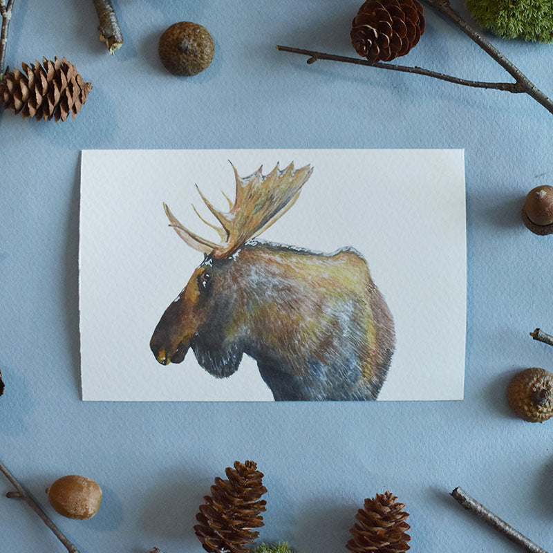 Moose 4x6 Watercolor Print