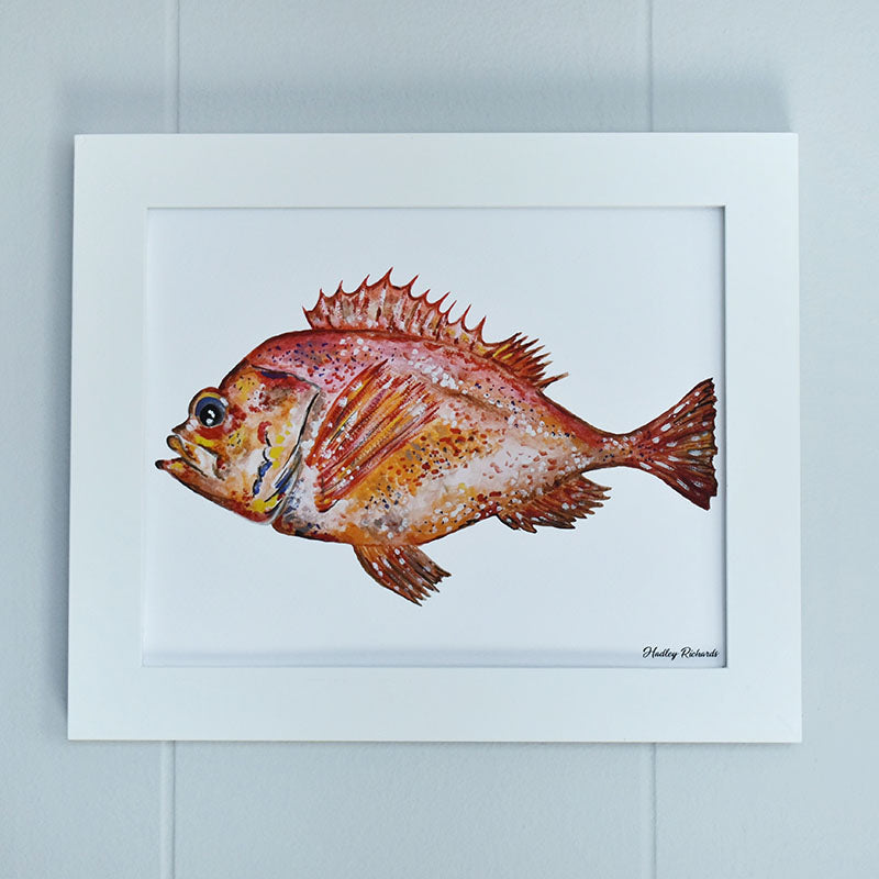 Acadian Redfish 8x10 Watercolor Print