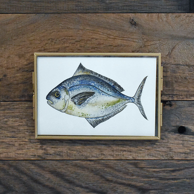 Butterfish 4x6 Watercolor Print