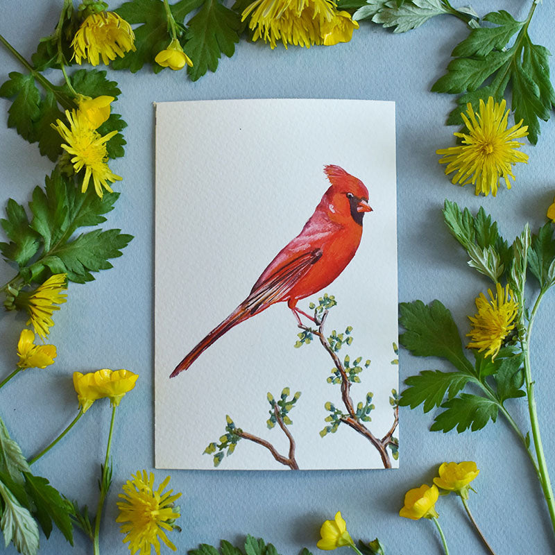 Cardinal 4x6 Watercolor Print