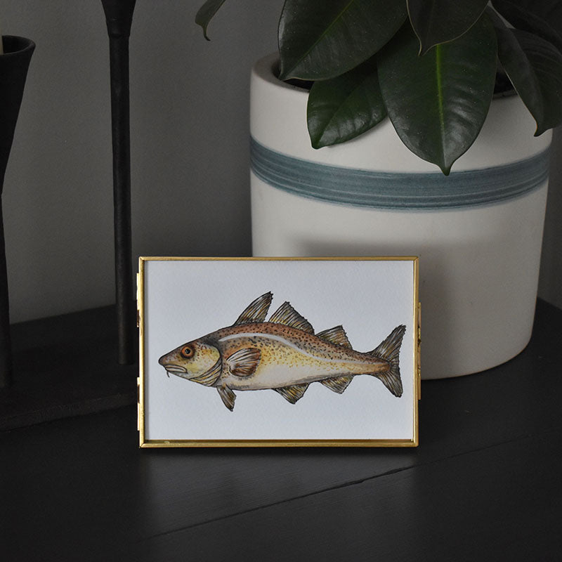 Atlantic Cod 4x6 Watercolor Print