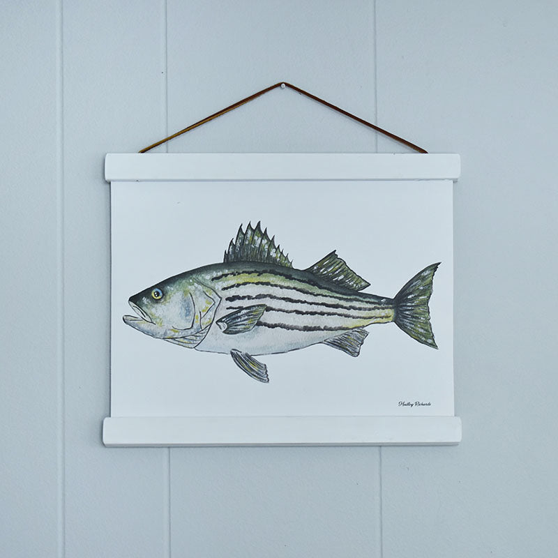 Striped Bass Canvas Print