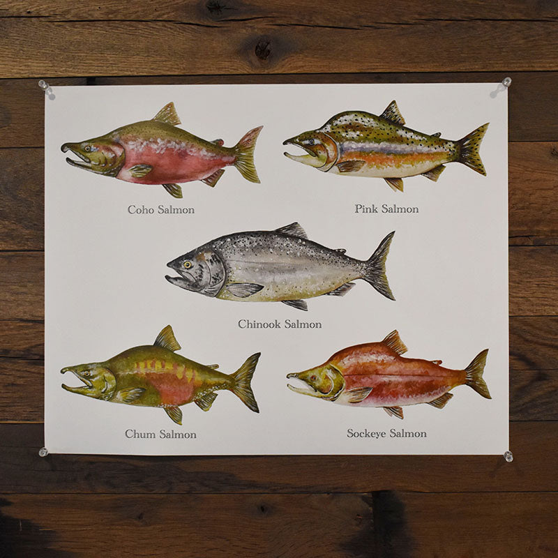 Salmon Poster