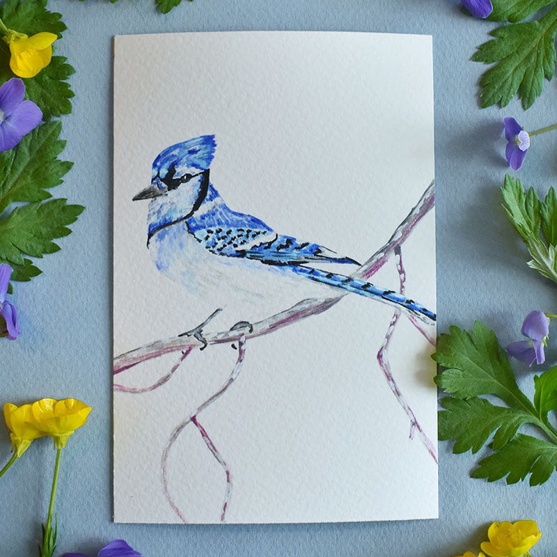 Blue Jay 4x6 Watercolor Print