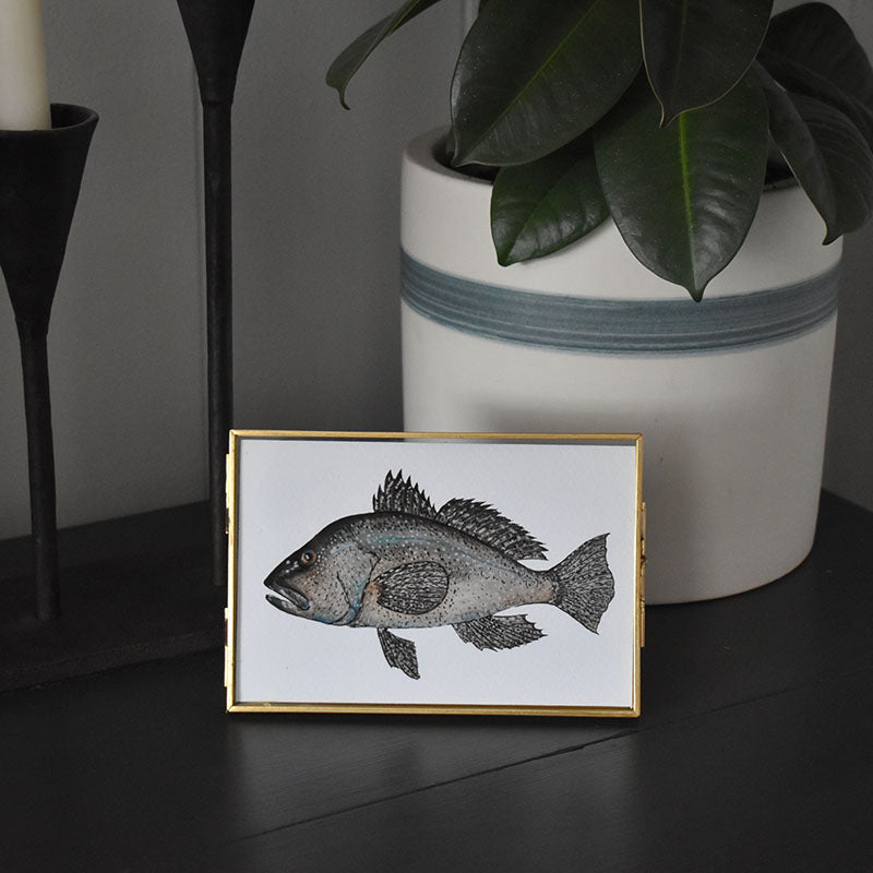 Black Sea Bass 4x6 Watercolor Print