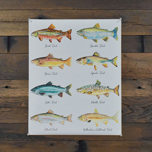 North American Trout Poster