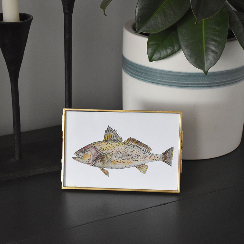 Weakfish 4x6 Watercolor Print