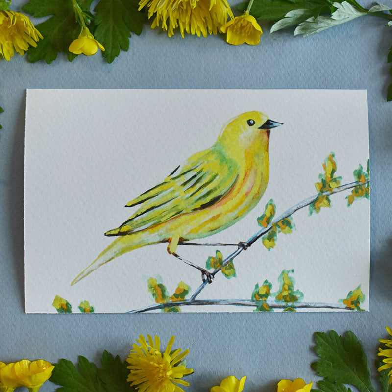 Yellow Warbler 4x6 Watercolor Print