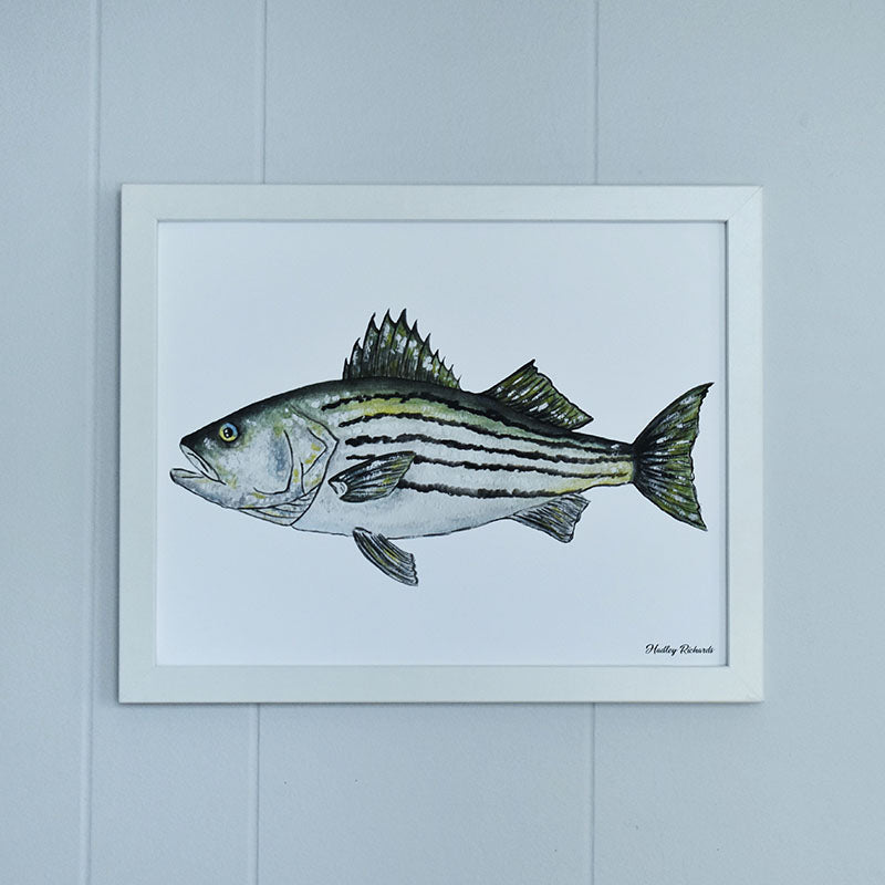 Striped Bass 11x14 Watercolor Print