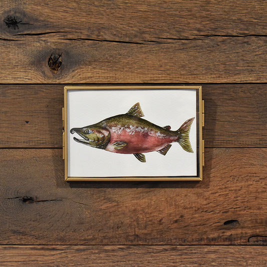 Coho Salmon 4x6 Watercolor Print