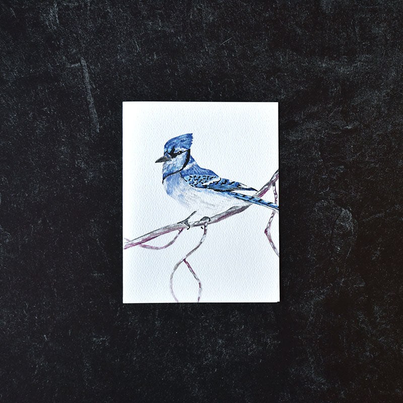 Blue Jay Greeting Cards