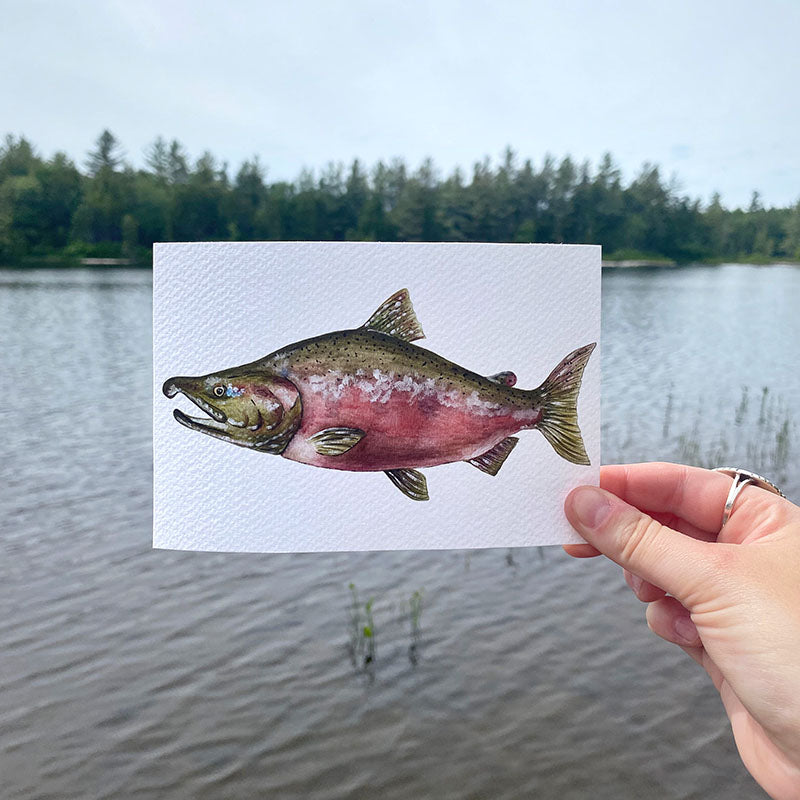 Coho Salmon 4x6 Watercolor Print