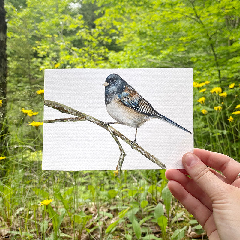 Junco 4x6 Watercolor Print (Copy)