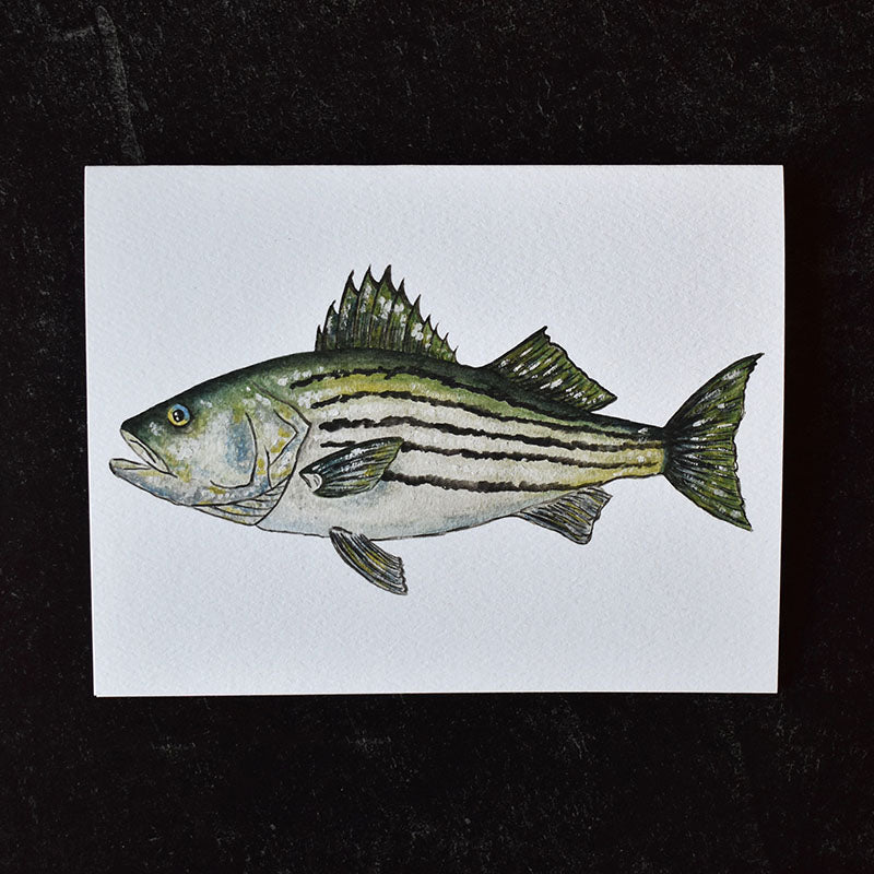 Striped Bass Greeting Cards