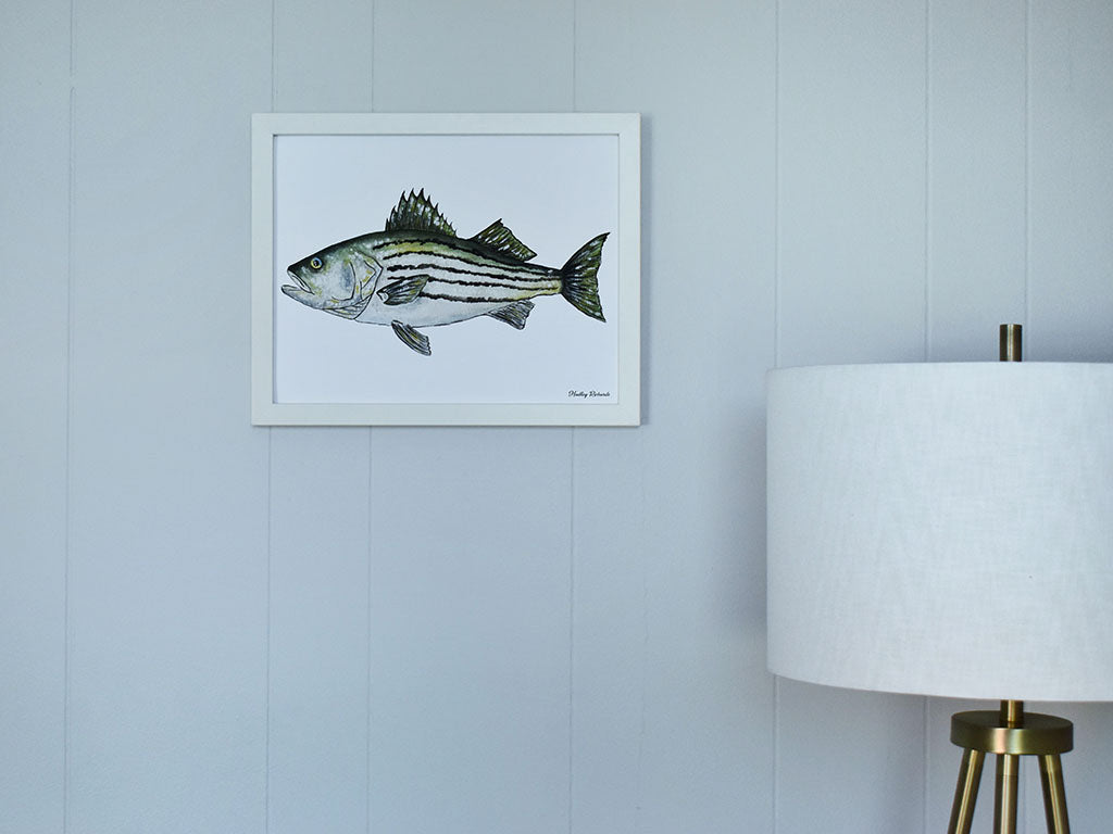 Striped Bass 11x14 Watercolor Print