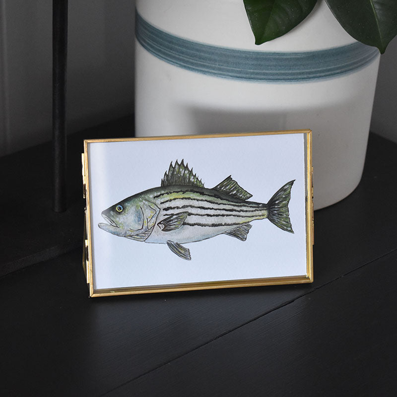 Striped Bass 4x6 Watercolor Print