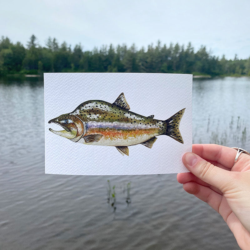 Pink Salmon 4x6 Watercolor Print