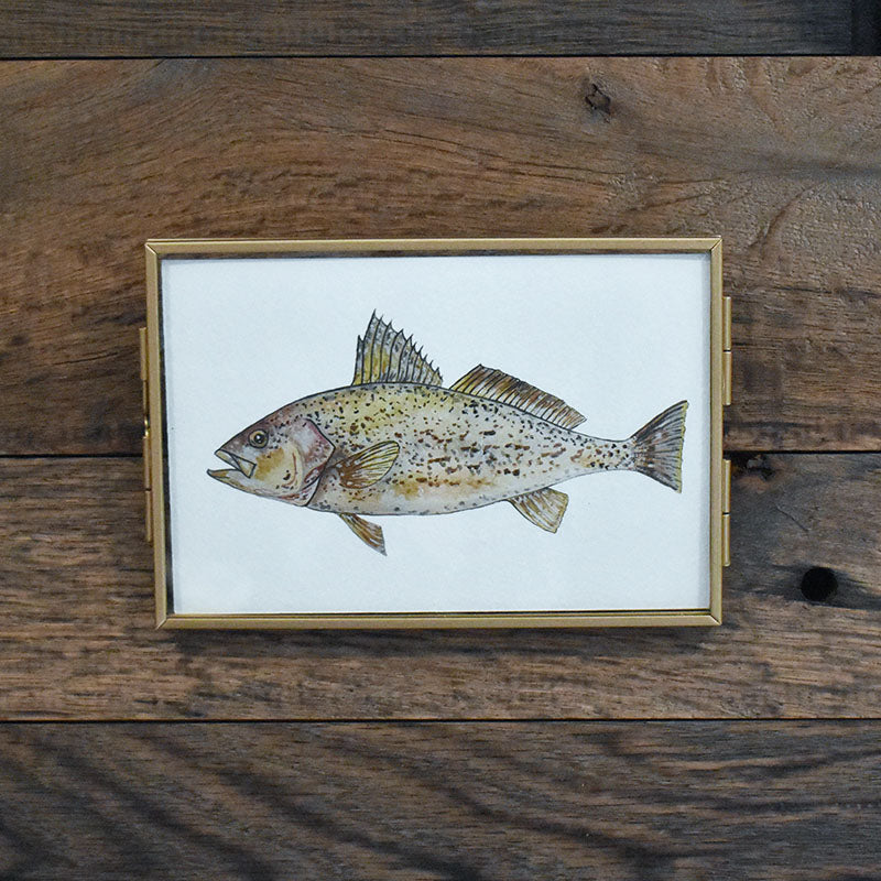 Weakfish 4x6 Watercolor Print