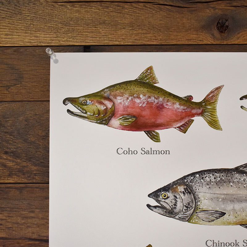 Salmon Poster