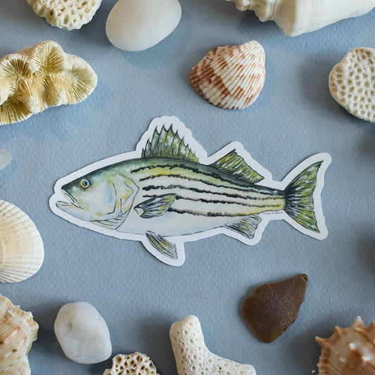 Striped Bass Sticker