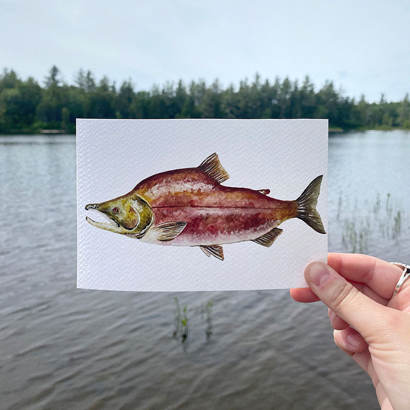 Sockeye Salmon 4x6 Watercolor Print