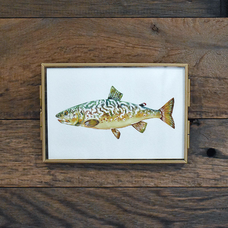 Marble Trout 4x6 Watercolor Print