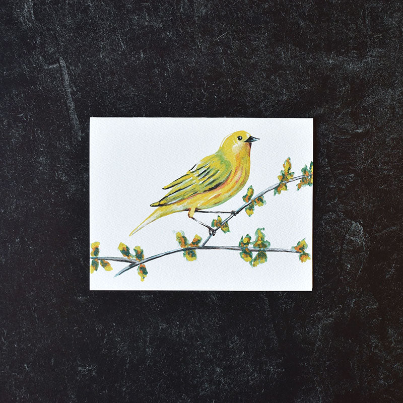 Yellow Warbler Greeting Cards