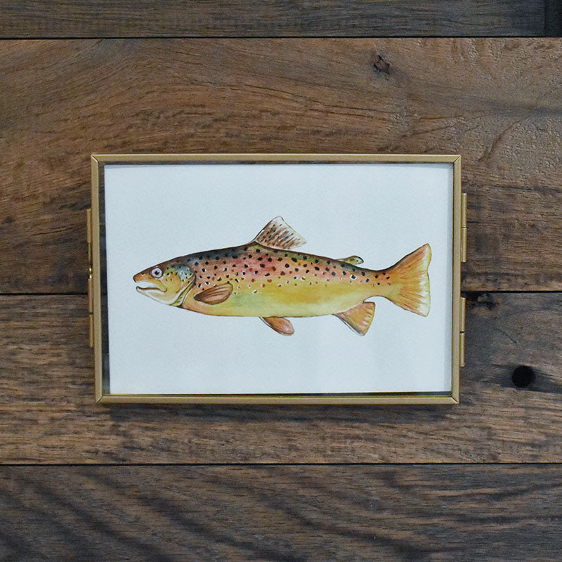 Brown Trout 4x6 Watercolor Print