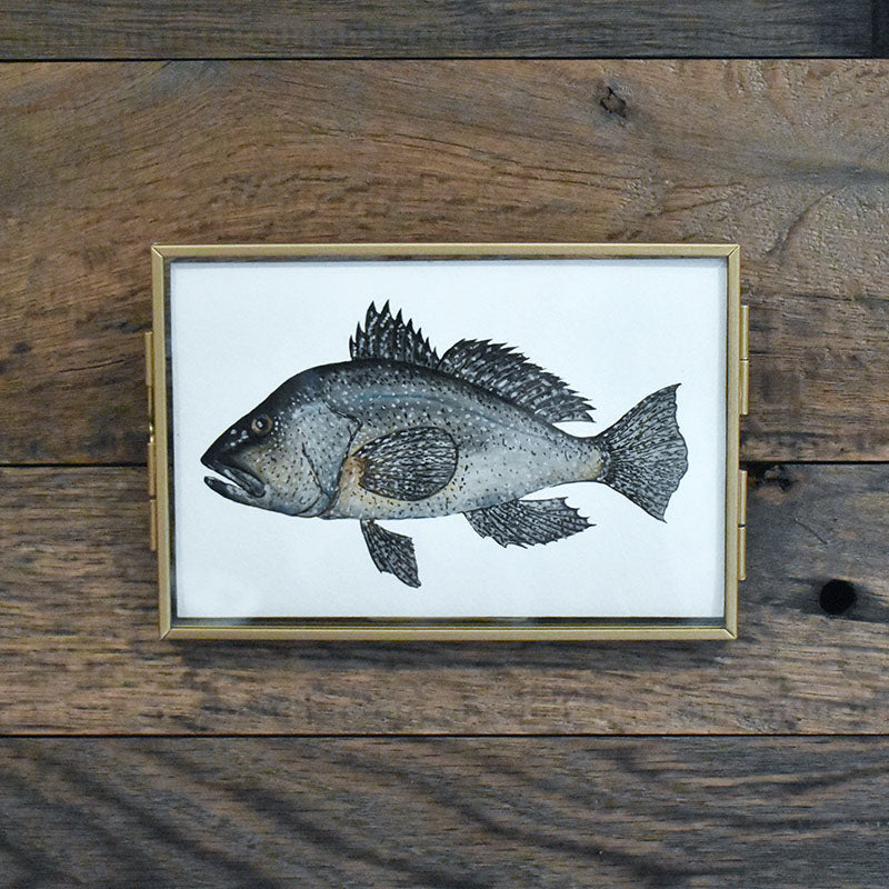 Black Sea Bass 4x6 Watercolor Print