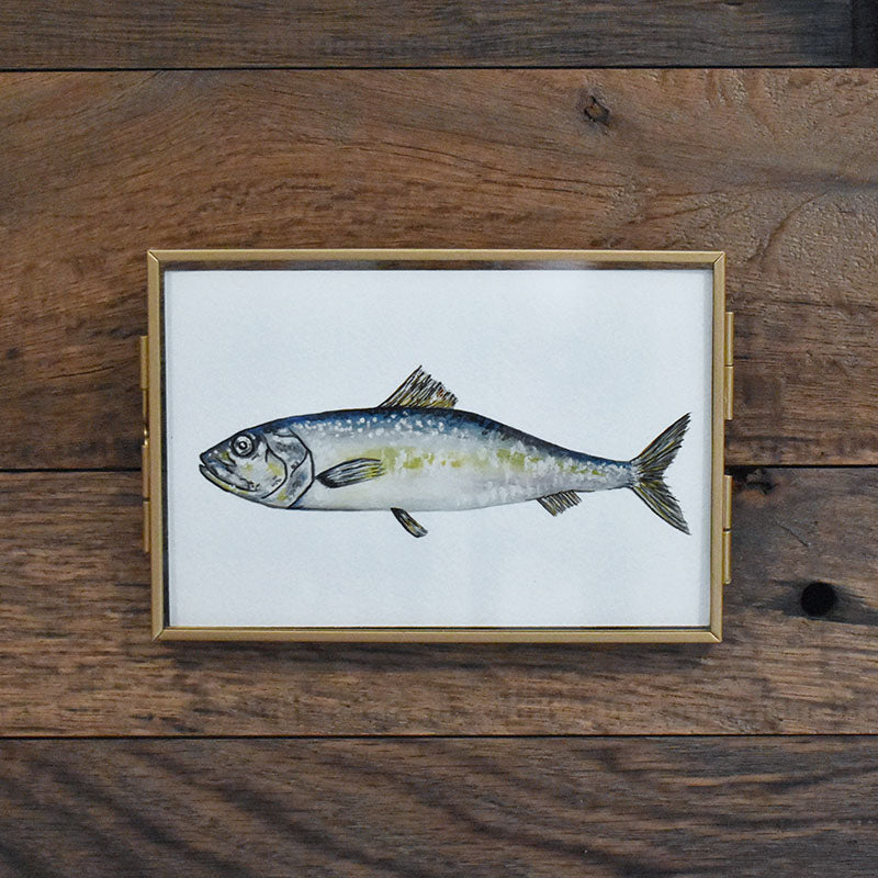 Atlantic Herring 4x6 Watercolor Print