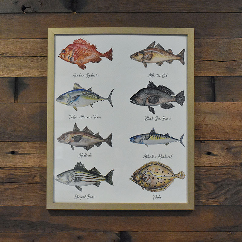 New England Saltwater Fish Poster