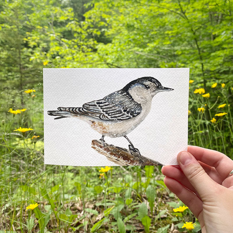 White-breasted Nuthatch 4x6 Watercolor Print