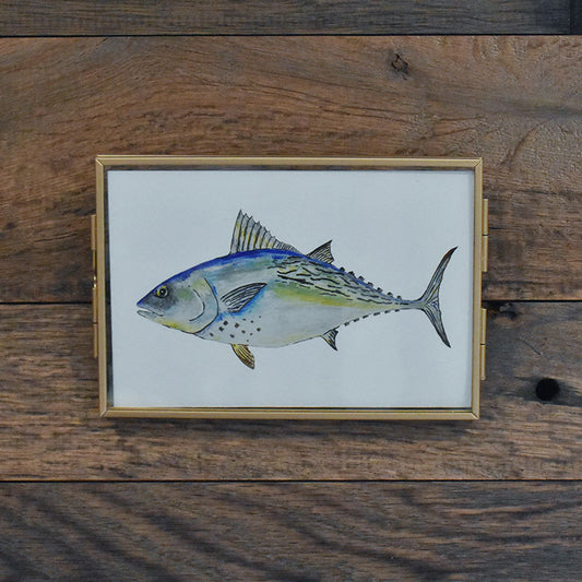 False Albacore Tuna 4x6 Watercolor Print