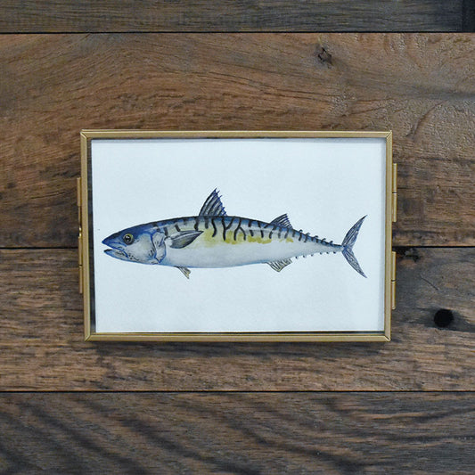 Atlantic Mackerel 4x6 Watercolor Print