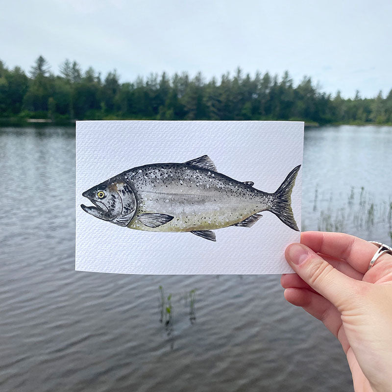 Chinook Salmon 4x6 Watercolor Print