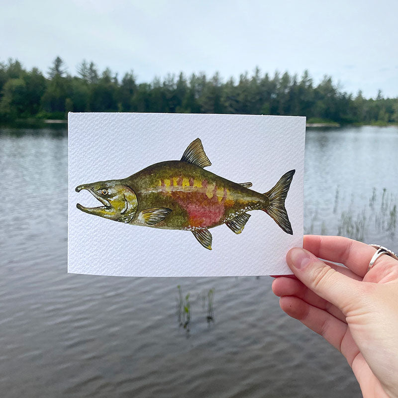 Chum Salmon 4x6 Watercolor Print