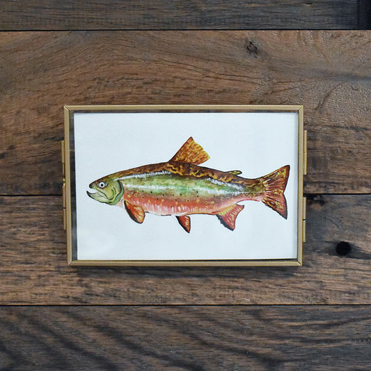 Brook Trout 4x6 Watercolor Print