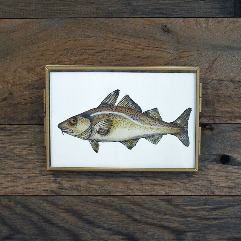 Atlantic Cod 4x6 Watercolor Print