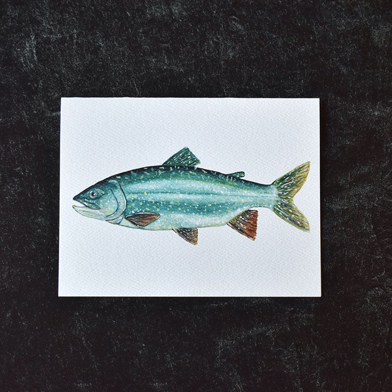 Lake Trout Greeting Cards