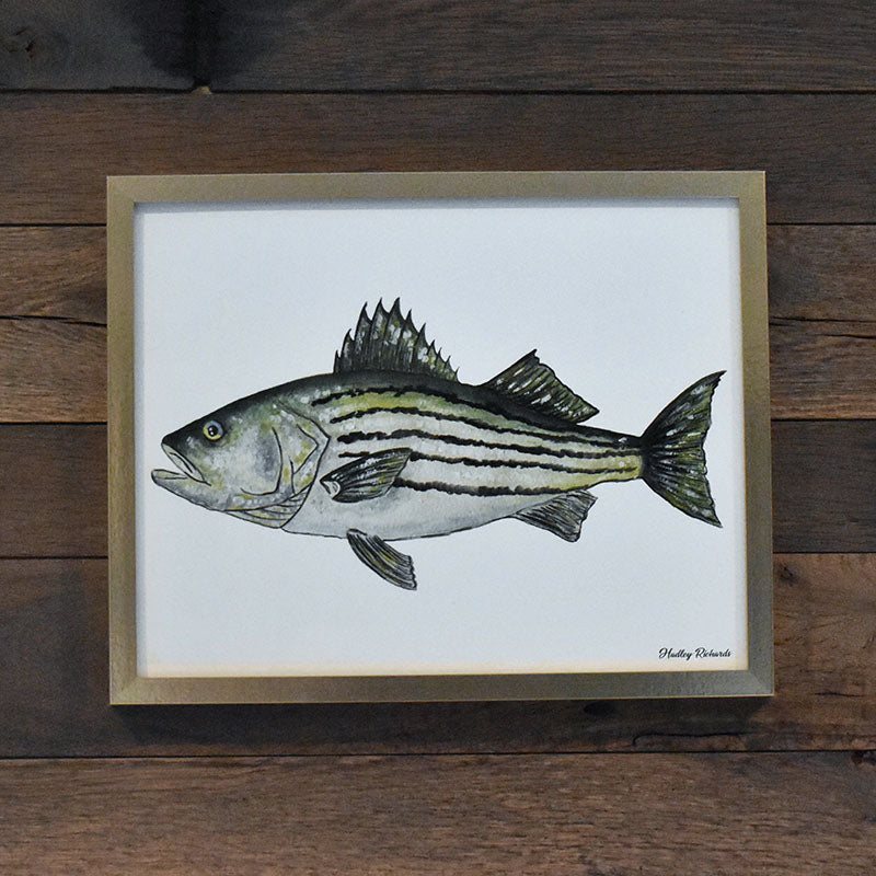 Striped Bass 11x14 Watercolor Print