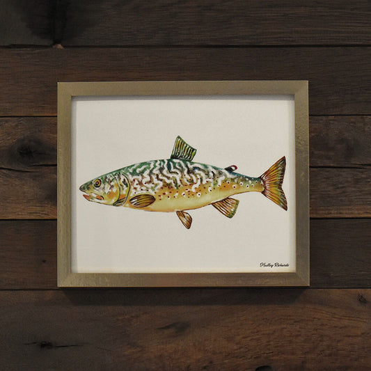 Marble Trout 8x10 Watercolor Print