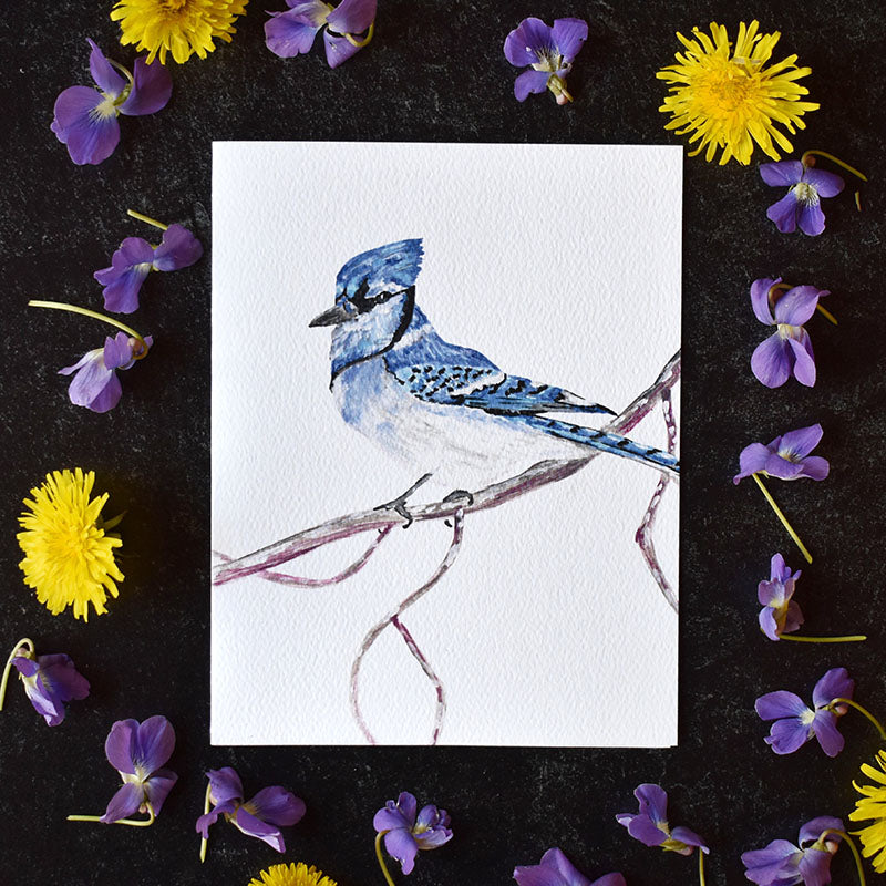 Blue Jay Greeting Cards