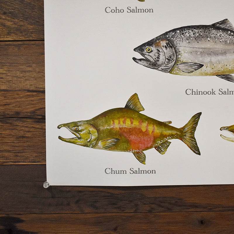 Salmon Poster